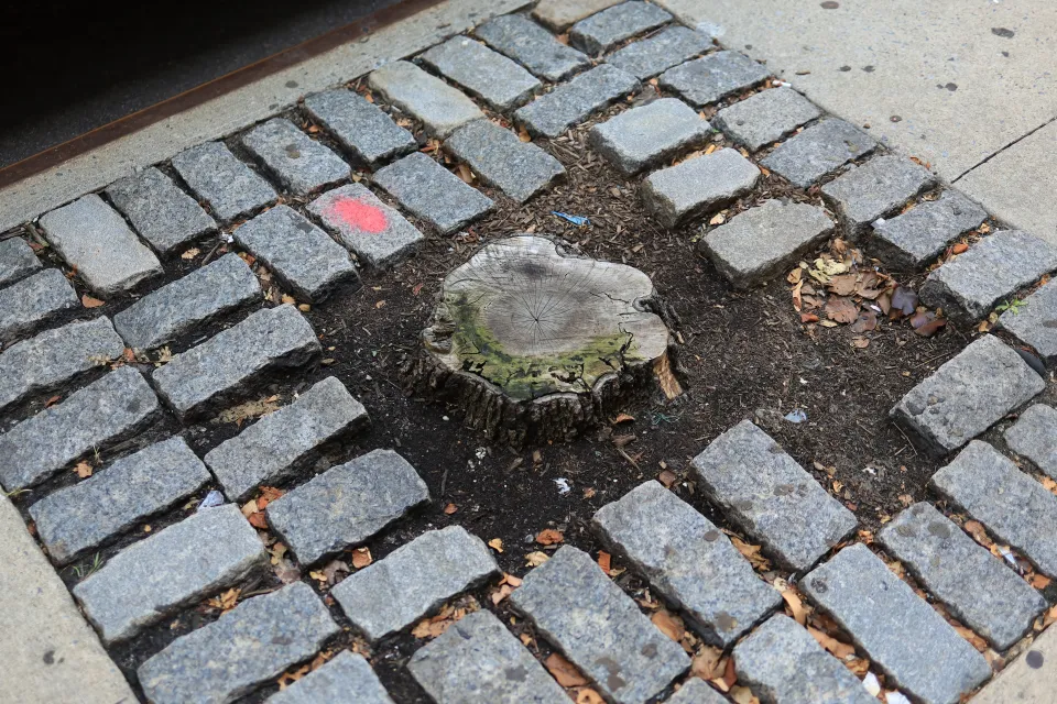 Tree stump in an urban sidewalk